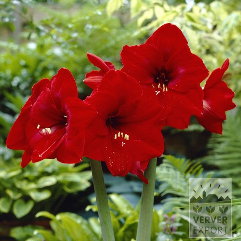 Amaryllis - Innenräumen 'Red Lion' (36114)