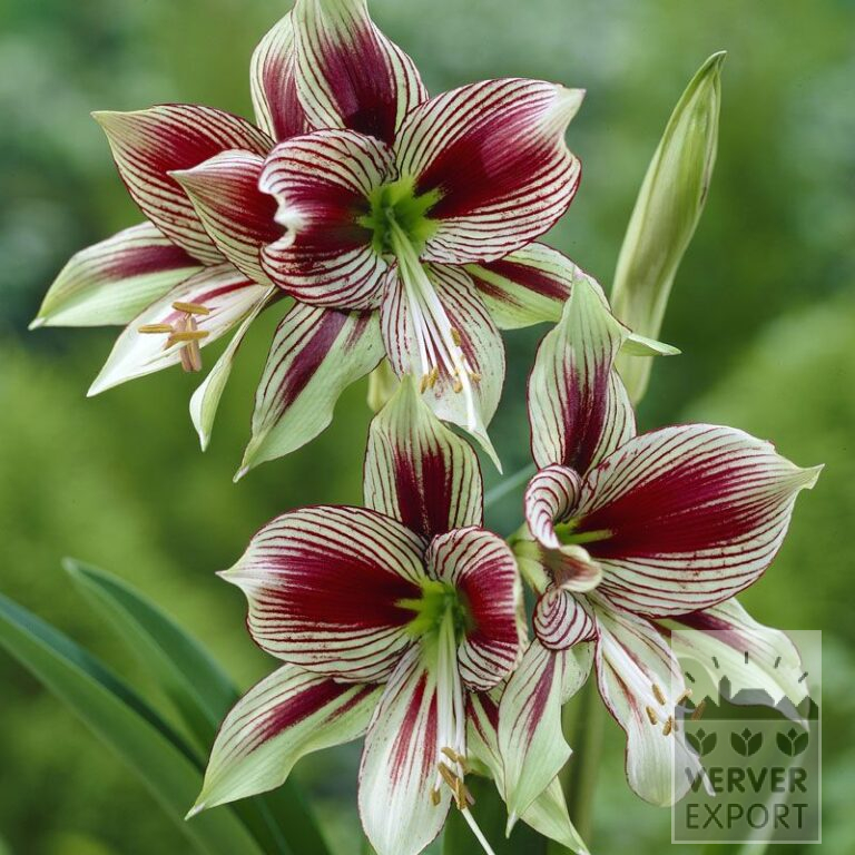 Amaryllis - Innenräumen 'Papillon' (36119)