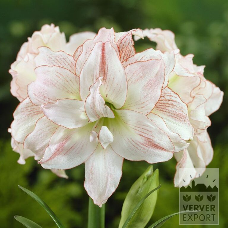 Amaryllis - Innenräumen gefüllt 'Aphrodite' (36131)