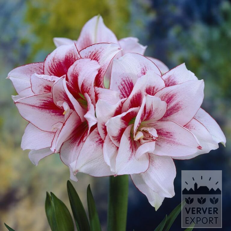 Amaryllis - Innenräumen gefüllt 'Elvas' (36133)