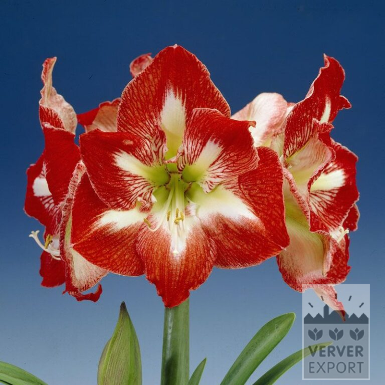 Amaryllis - Innenräumen 'Minerva' (36146)