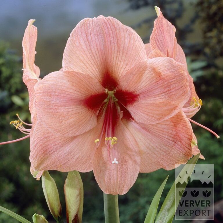 Amaryllis - Innenräumen 'Rilona' (36147)