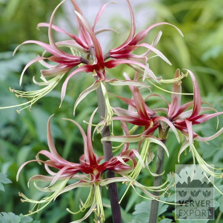 Amaryllis - Innenräumen 'Chico' (36148)