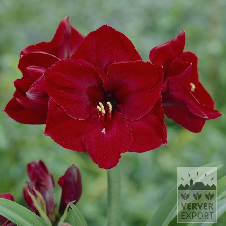 Amaryllis - Innenräumen gefüllt 'Benfica' (36149)
