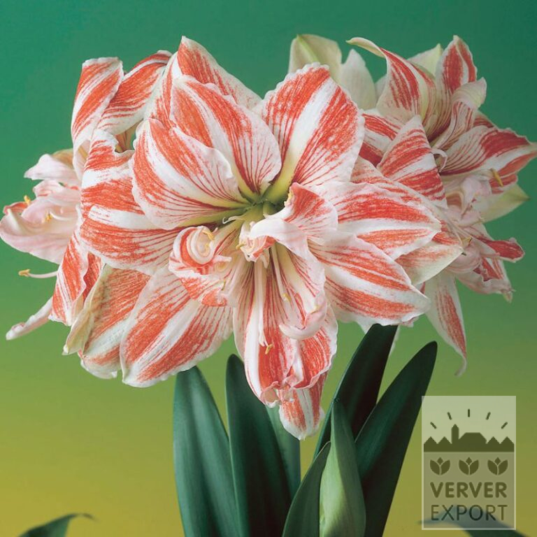 Amaryllis - Innenräumen gefüllt 'Dancing Queen' (36151)