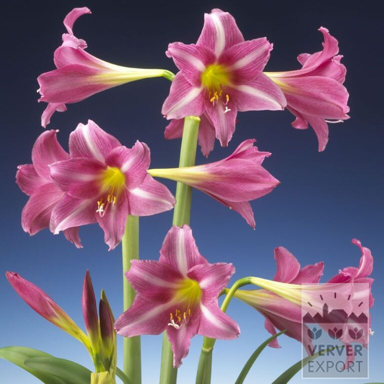 Amaryllis - Innenräumen trompette 'Estella' (36154)