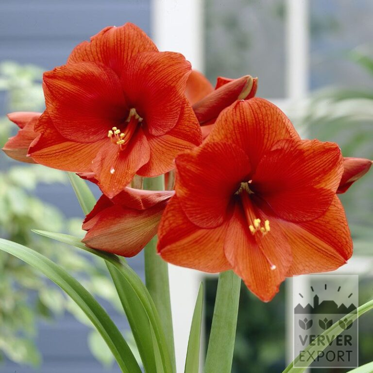 Amaryllis - Innenräumen 'Orange Souvereign' (36156)