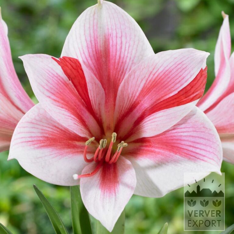 Amaryllis - Innenräumen 'Gervase' (36159)