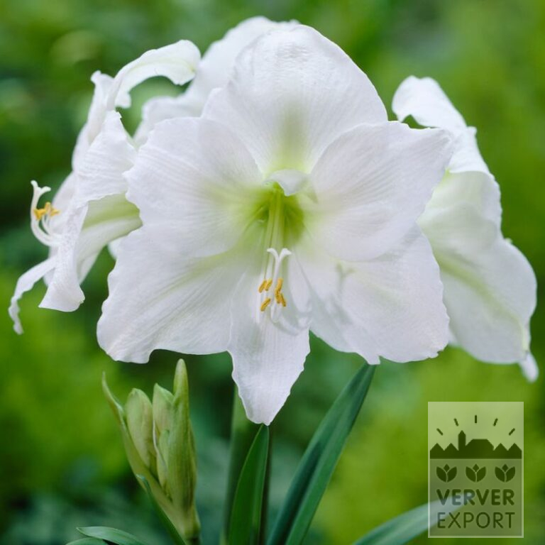 Amaryllis - Innenräumen 'Mont Blanc' (36165)