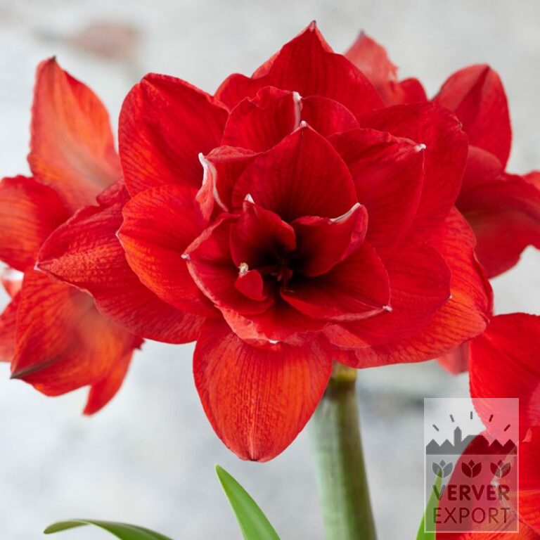 Amaryllis - Innenräumen double 'Double King' (36167)