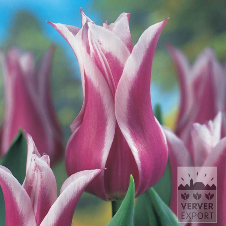 Tulpen 'Ballade' (12184) – Bild 2