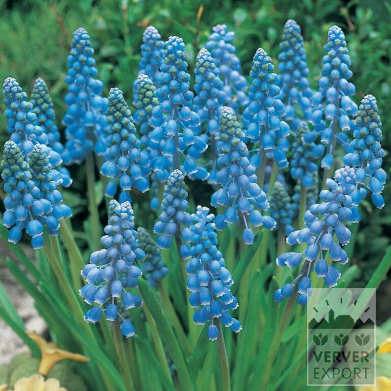 Bio-Blumenzwiebeln bio Muscari armeniacum (16601) – Bild 2