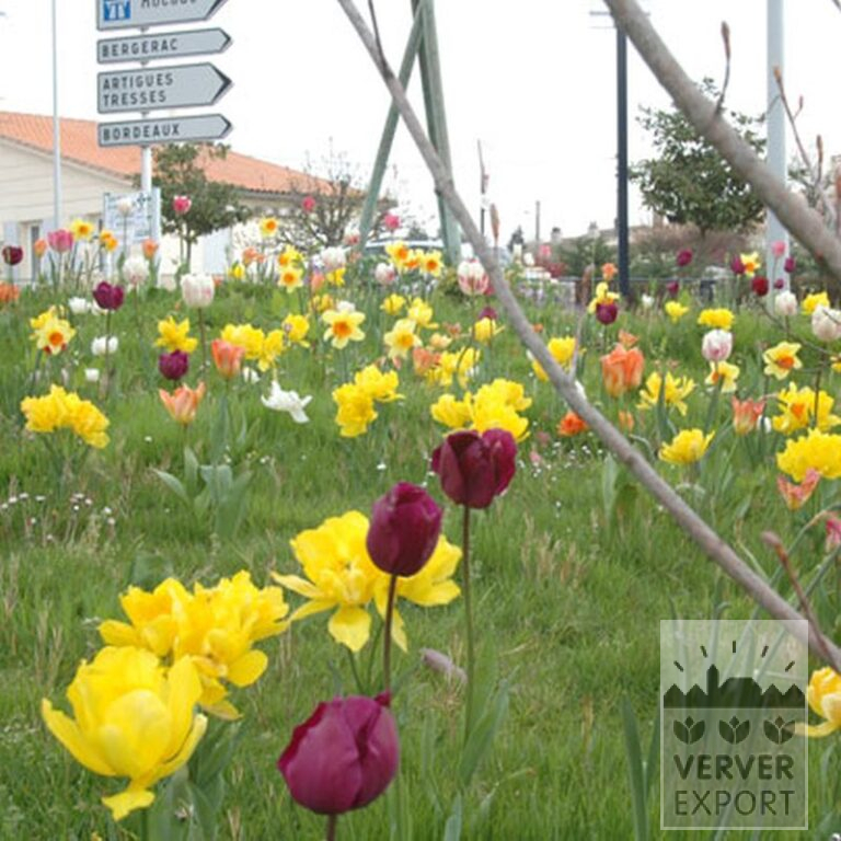 Tulpen 'Monte Carlo' (12085) – Bild 2