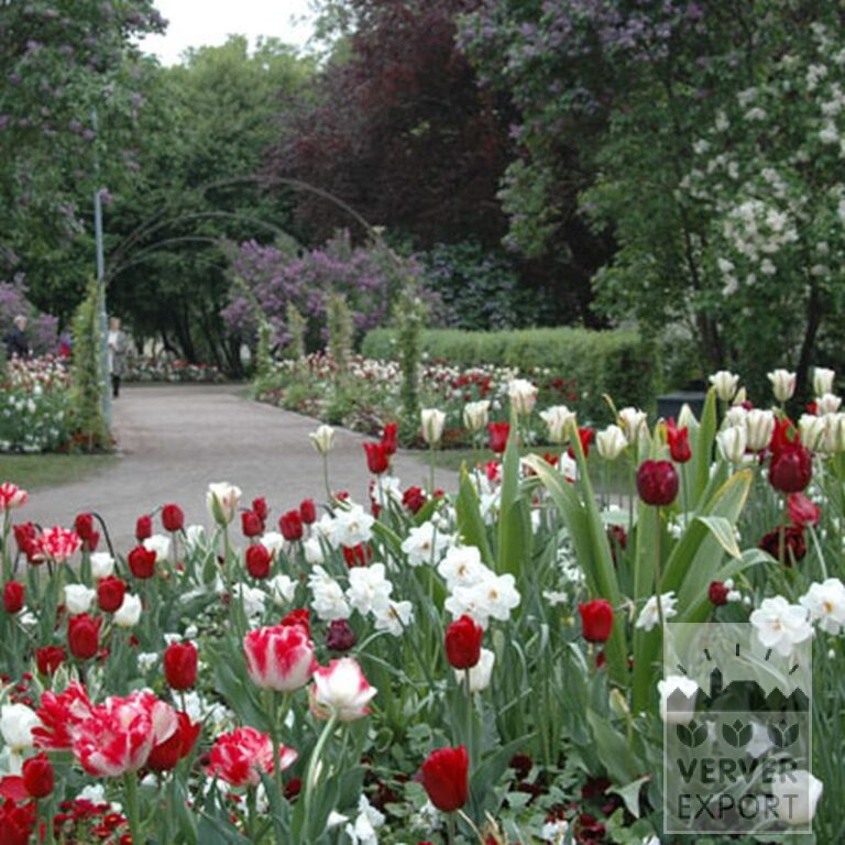 Tulpen 'Estella Rijnveld' (12254) – Bild 2