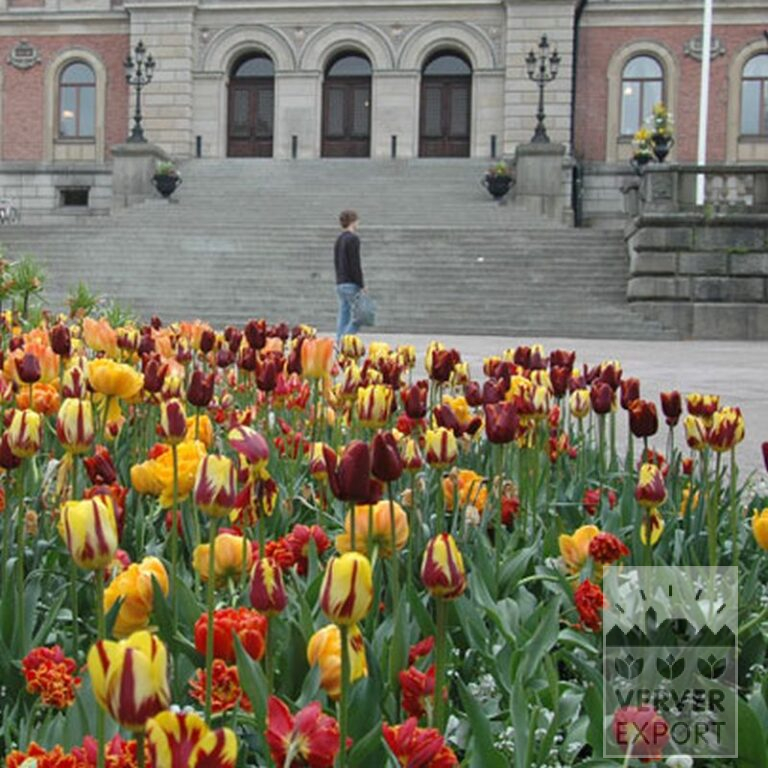 Tulpen 'Gold Dust' (12240) – Bild 2