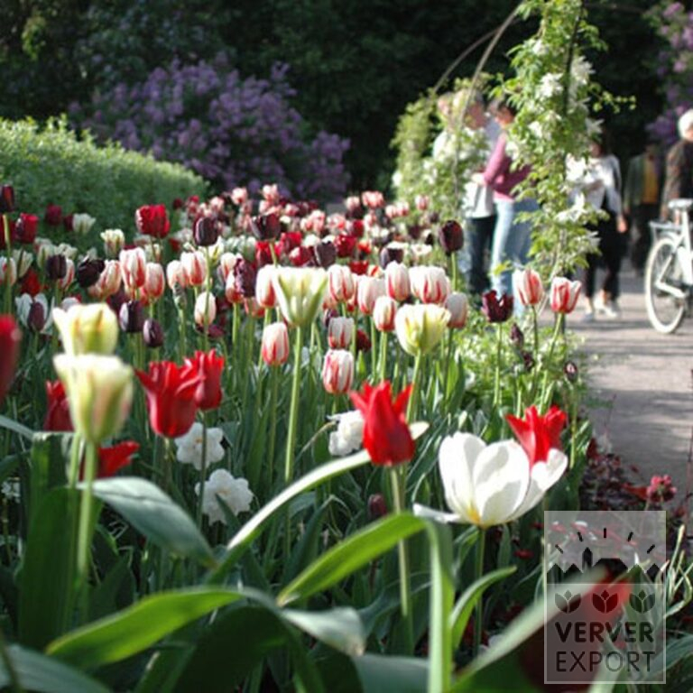 Tulpen 'Carnaval de Rio' (12375) – Bild 2