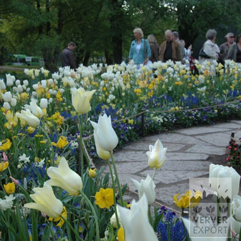 Muscari armeniacum (16079) – Bild 2
