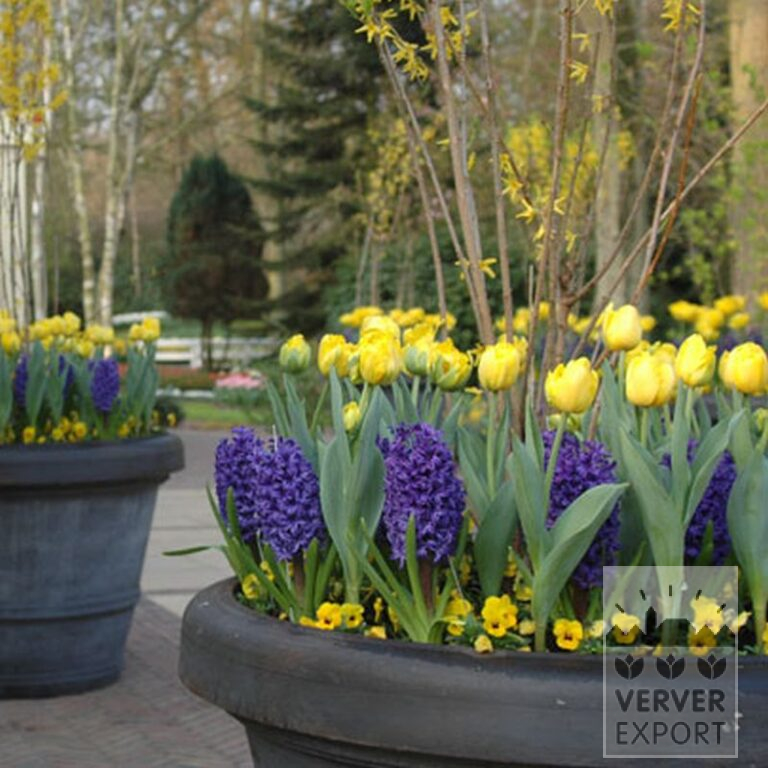 Tulpen 'Monte Carlo' (12085) – Bild 3