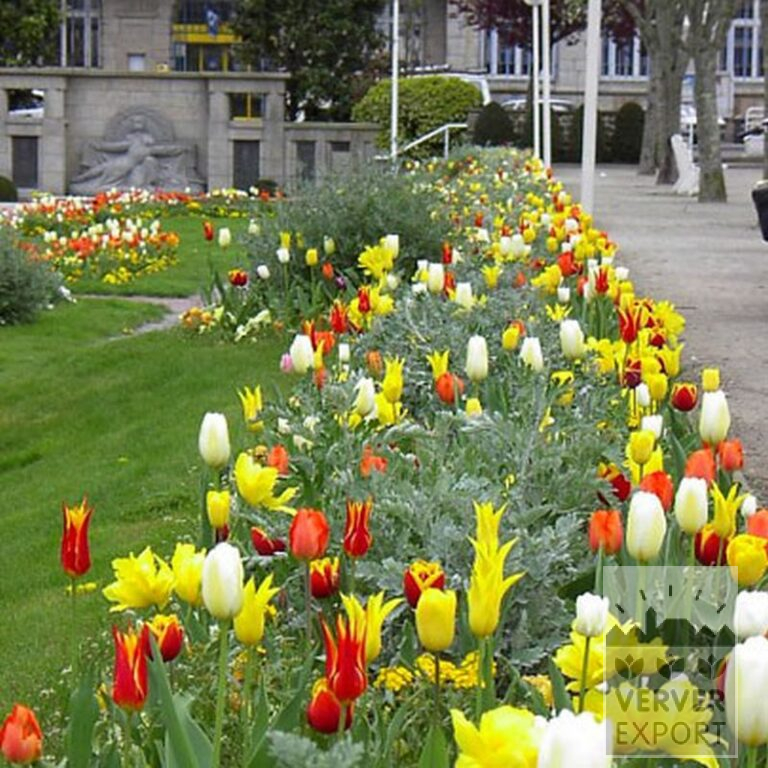 Tulpen 'Fly Away' (12188) – Bild 2