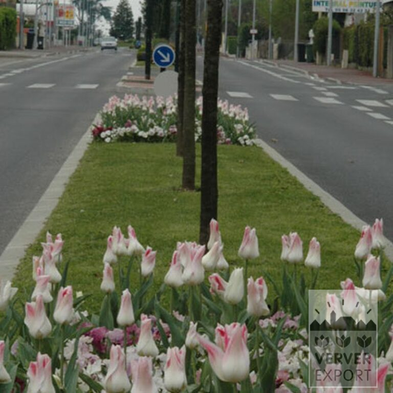 Tulpen 'Holland Chic' (12500) – Bild 2