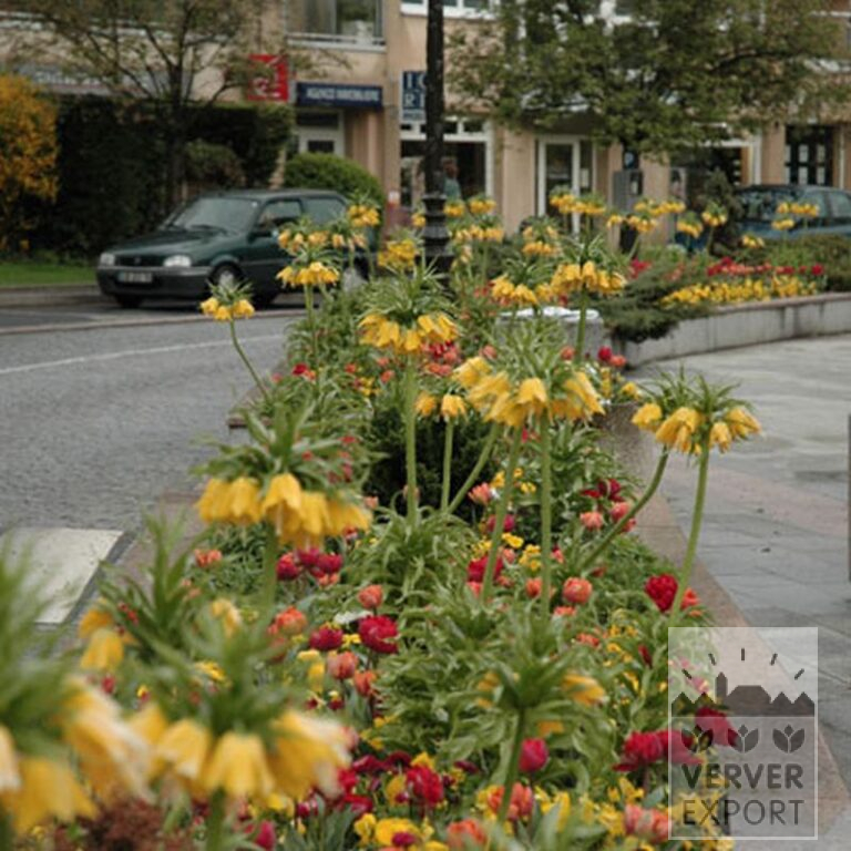 Fritillaria imperialis 'Lutea' (16053) – Bild 2