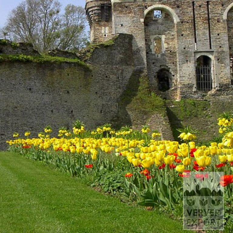 Fritillaria imperialis 'Lutea' (16053) – Bild 3