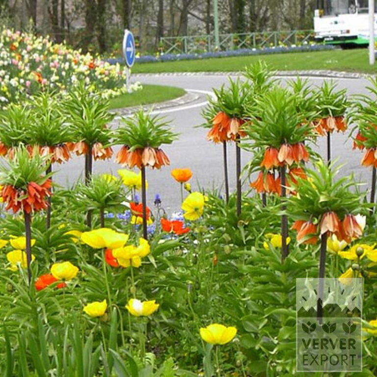 Fritillaria imperialis 'Rubra' (16052) – Bild 2