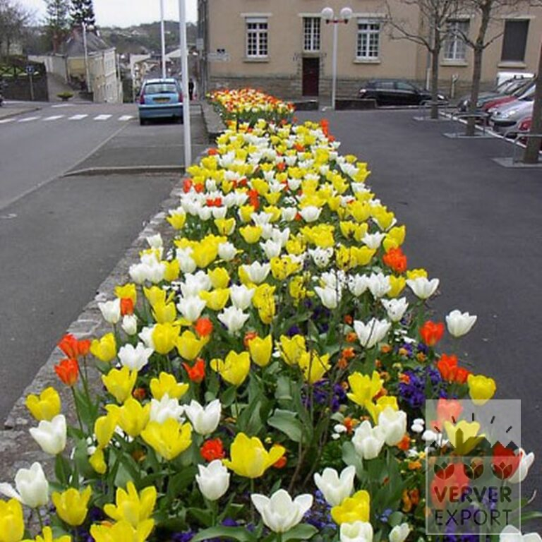 Mischungen Verver 'Ville d'Auxerre' © (11027) – Bild 2