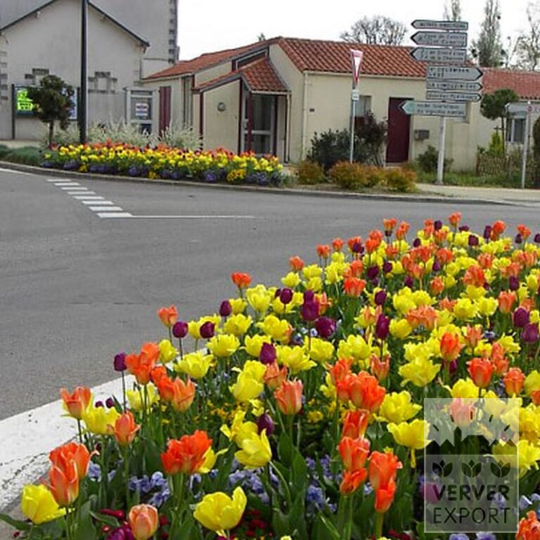 Mischungen Verver 'Ville de Malakoff' © (11039) – Bild 2