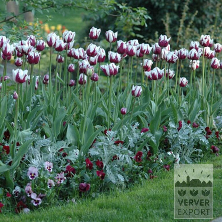 Tulpen 'Rem's Favourite' (12379) – Bild 2