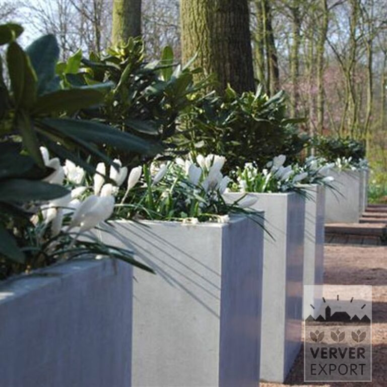 Krokusse 'Jeanne d'Arc' (14002) – Bild 2