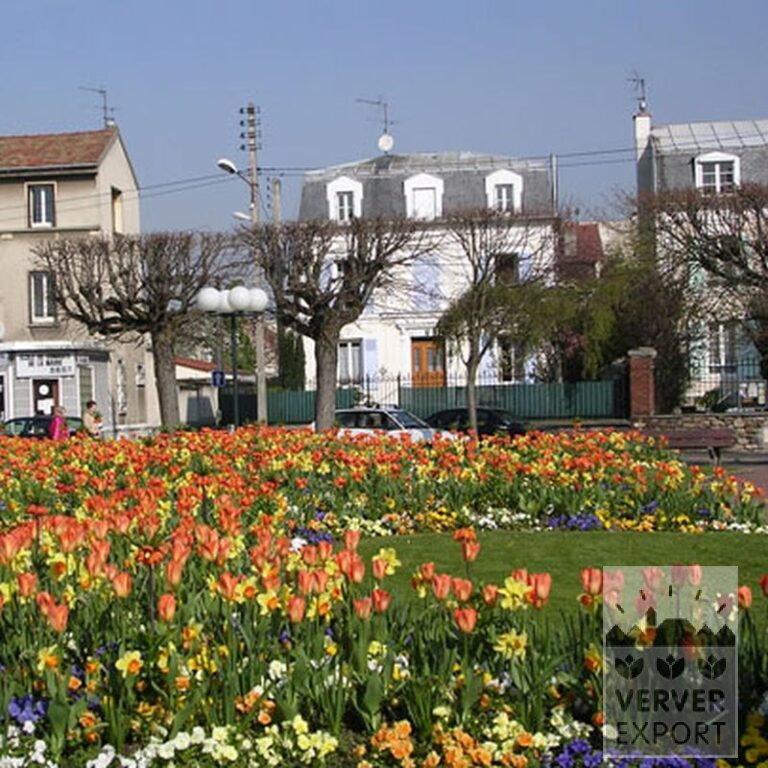 Mischungen Verver 'Ville de Riom' © (11154) – Bild 2