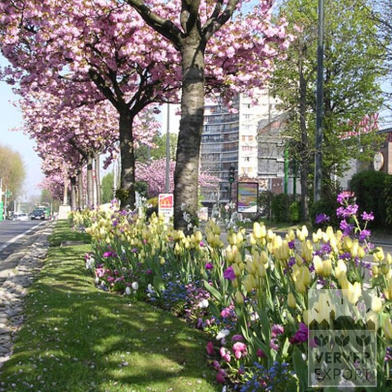 Tulpen 'Antoinetta' (12263) – Bild 2