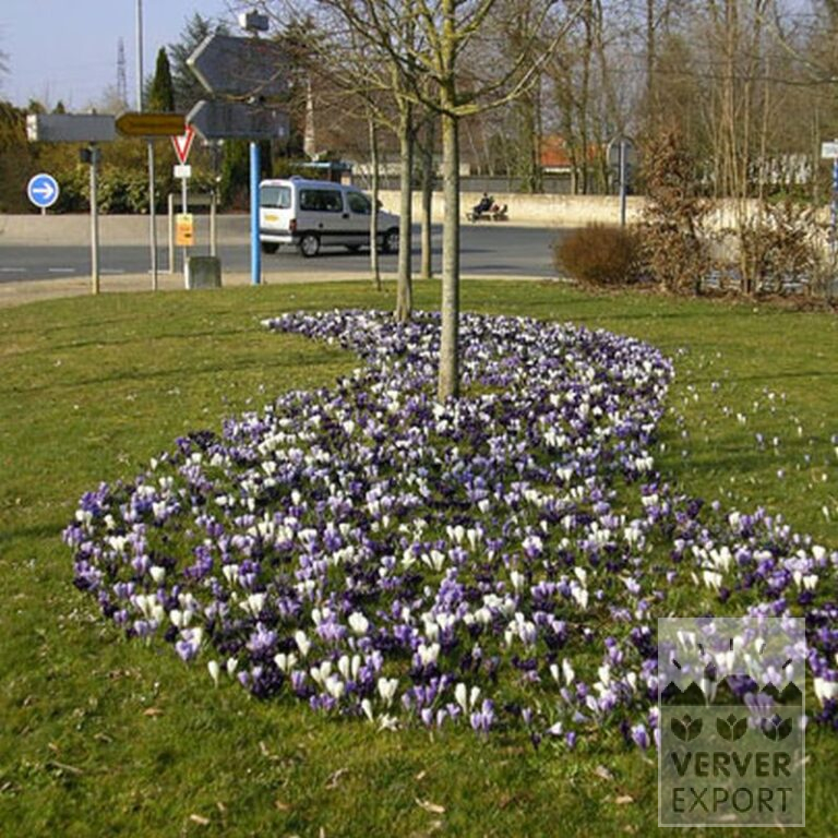 Mischungen Verver 'Océanique' © (11003) – Bild 2