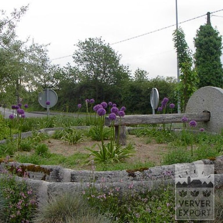 Allium (Zierlauch) giganteum (16006) – Bild 2
