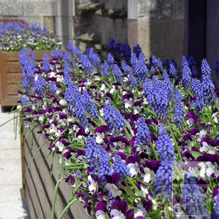 Muscari armeniacum (16079) – Bild 3
