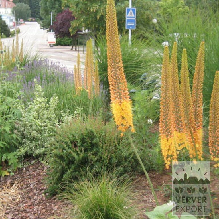 Eremurus ruyter 'Emmy Ro' (16044) – Bild 2