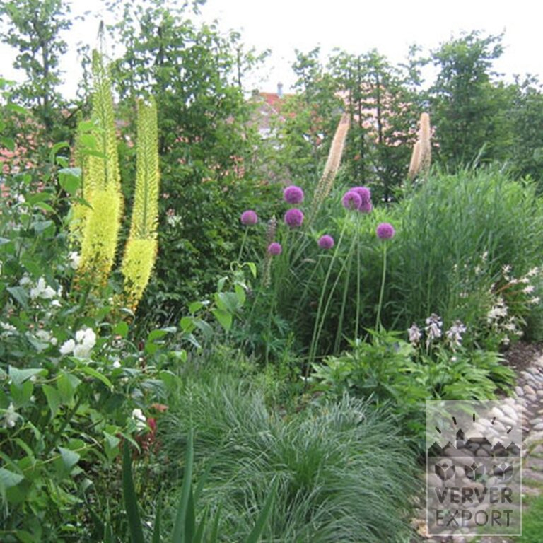 Eremurus robustus (16041) – Bild 2