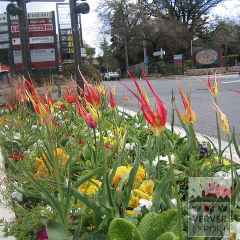 Tulpen acuminata (12001) – Bild 2