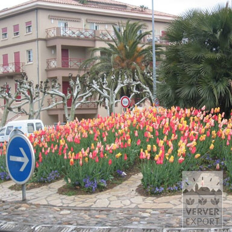 Tulpen 'Temple of Beauty' (12221) – Bild 2