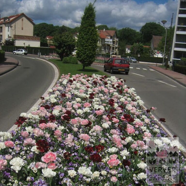 Mischungen Verver 'Ville de Vélizy' © (11087) – Bild 2