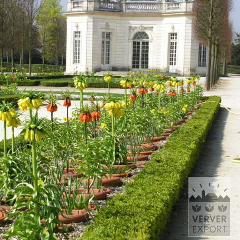 Fritillaria imperialis 'Rubra' (16052) – Bild 3
