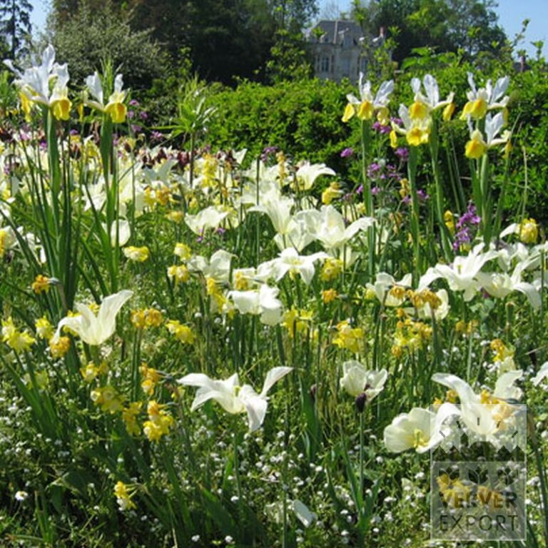 Höllandische Iris 'Apollo' (36062) – Bild 2