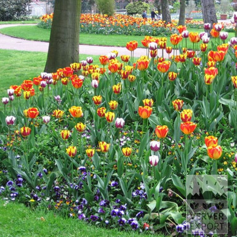 Tulpen 'Rem's Favourite' (12379) – Bild 3