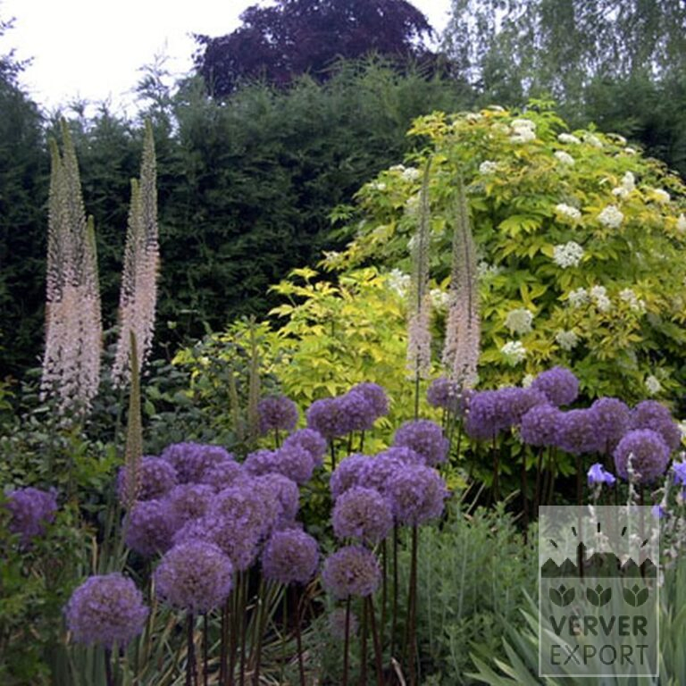 Eremurus ruyter 'Romance' (16047) – Bild 2