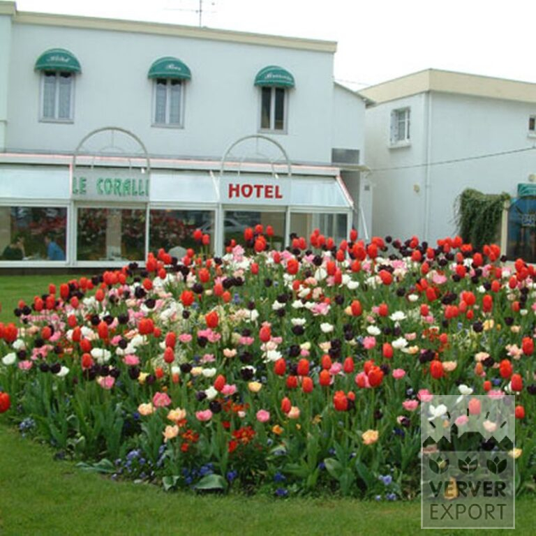 Tulpen 'Mount Tacoma' (12244) – Bild 3