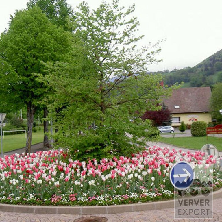 Tulpen 'Mariëtte' (12193) – Bild 5