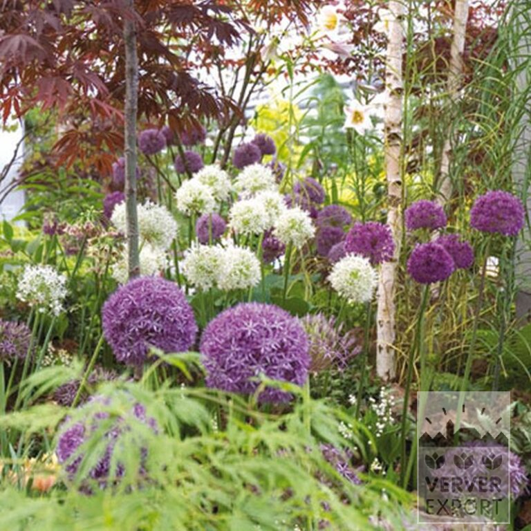 Allium (Zierlauch) 'Mount Everest' (16011) – Bild 2