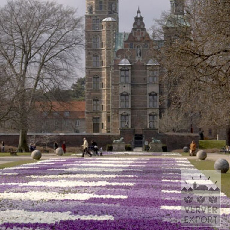 Krokusse 'Jeanne d'Arc' (14002) – Bild 3
