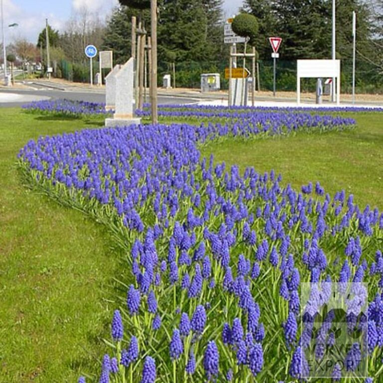 Muscari armeniacum (16079) – Bild 5